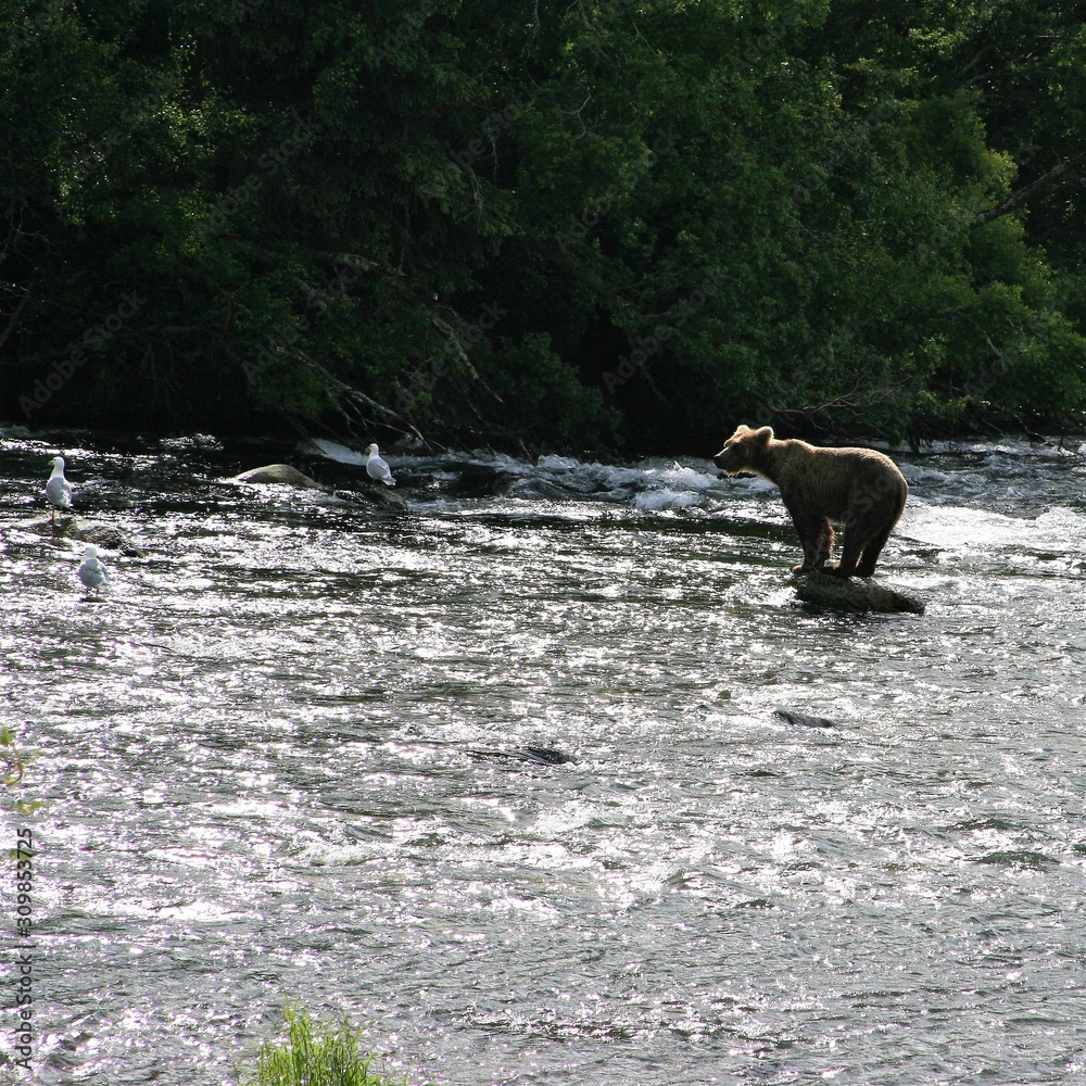 Fototapeta premium A brown bear standing alone on a rock