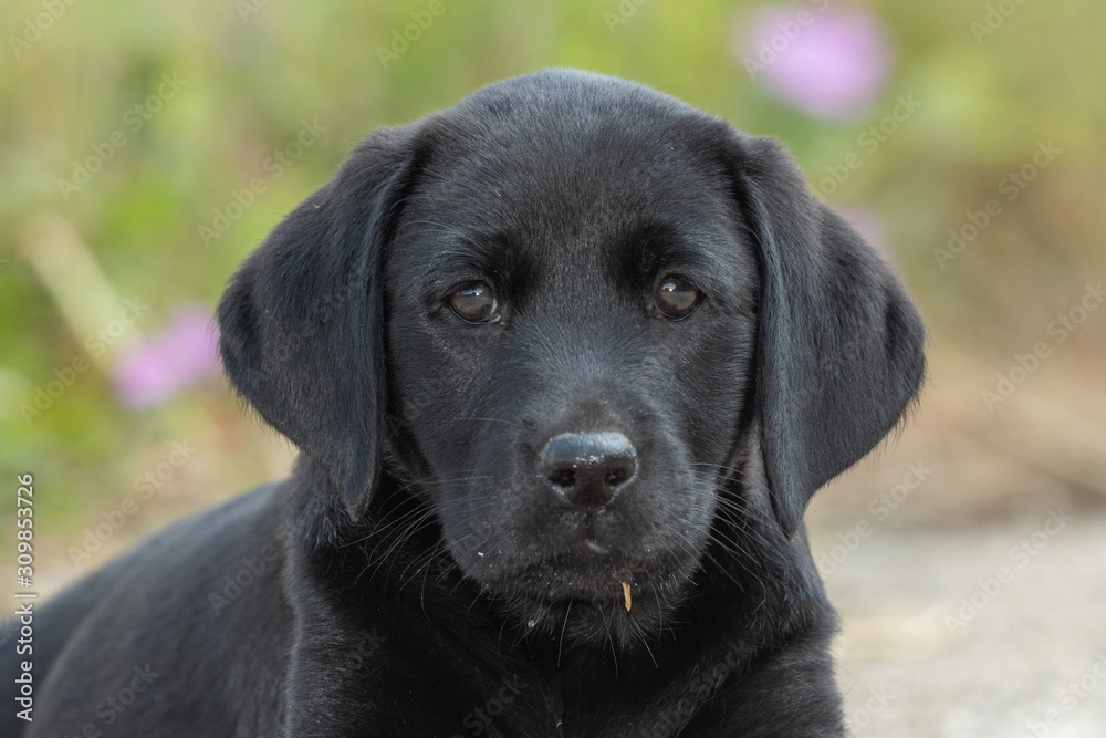 8 week chocolate lab puppy sales