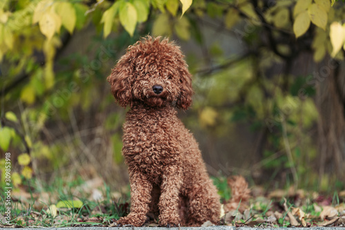 The Poodle in the park