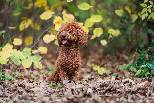 dog in the park