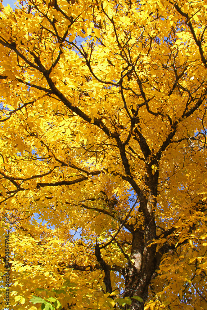 colori d'autunno; il giallo di un noce colori d'autunno; il giallo di un noce