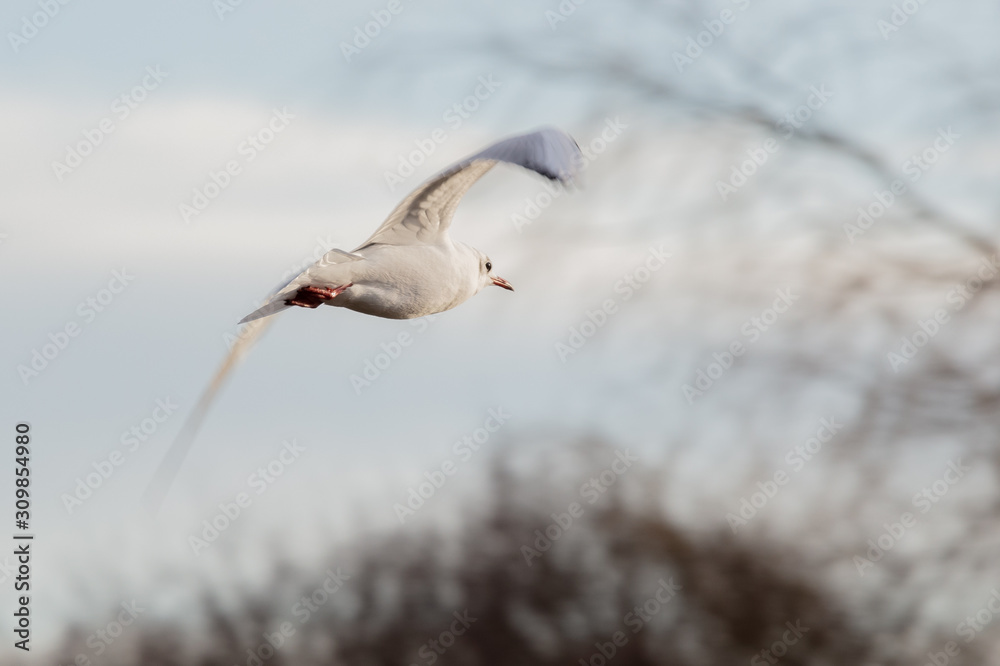 seagull in flight