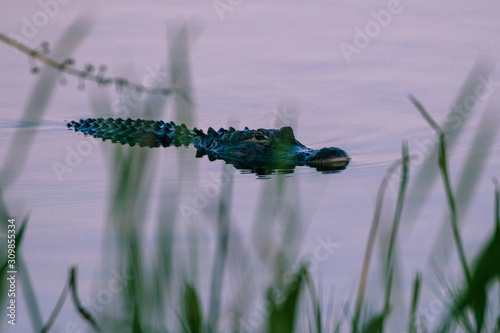 Florida Aligator 