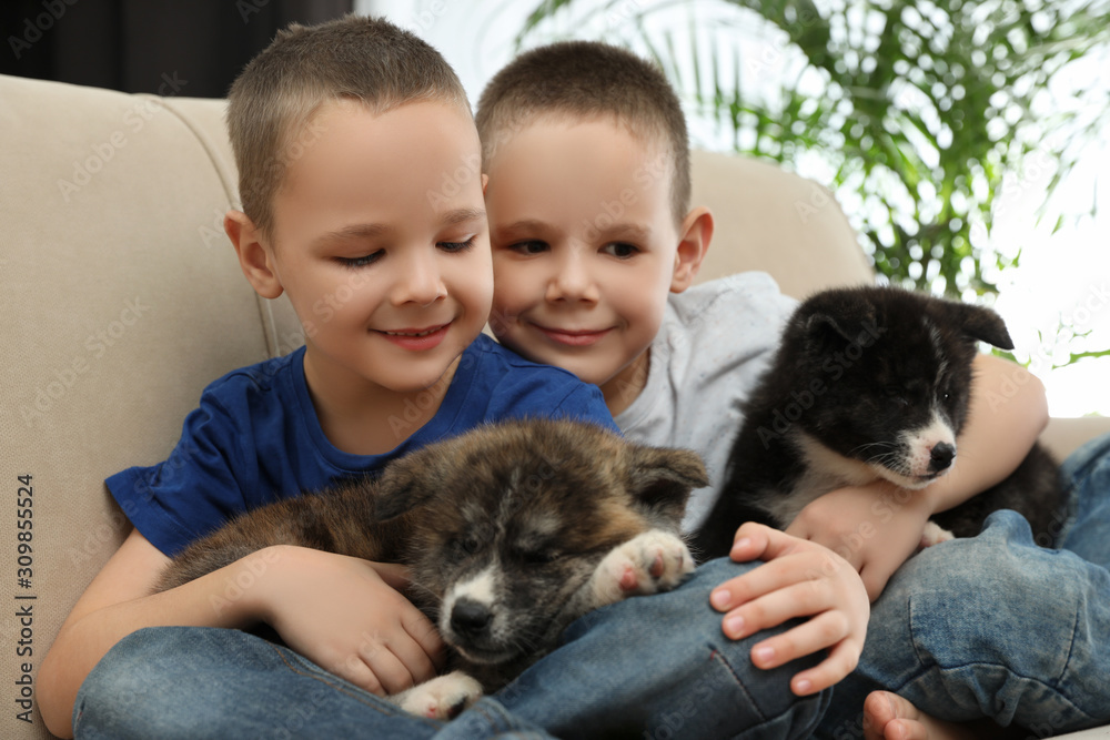 Little boys with Akita inu puppies on sofa at home. Friendly dogs Little boys with Akita inu puppies on sofa at home. Friendly dogs