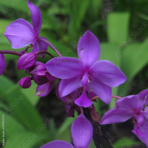 vestida de morado