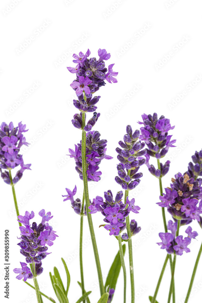 Flowers of violet lavender, isolated on white background Flowers of violet lavender, isolated on white background