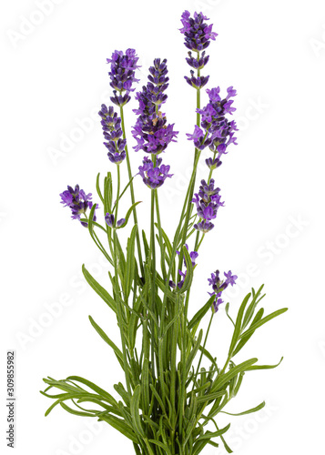 Flowers  of violet lavender  isolated on white background
