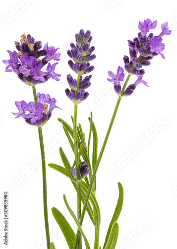 Flowers  of violet lavender  isolated on white background