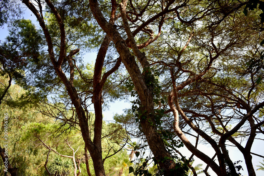 pines tree in the Reina Sofia Dunes park of Guardamar del Segura beach, Alicante. Spain. Europe. pines tree in the Reina Sofia Dunes park of Guardamar del Segura beach, Alicante. Spain. Europe.