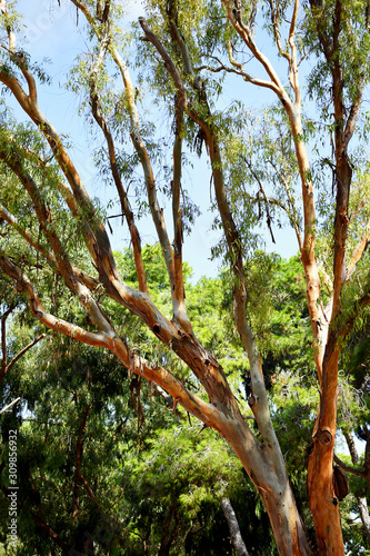 pines tree in the Reina Sofia Dunes park of Guardamar del Segura beach, Alicante. Spain. Europe. photo