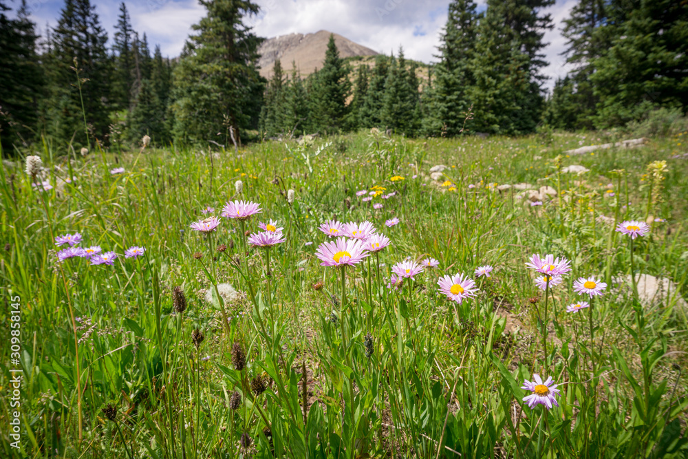 Rocky Mountain Meadow #3
