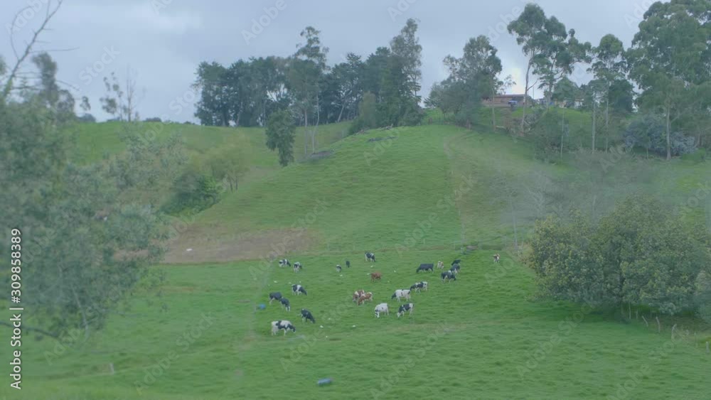 Green Hills full of Pasture for Cattle in Antioquia / Colombia Green Hills full of Pasture for Cattle in Antioquia / Colombia
