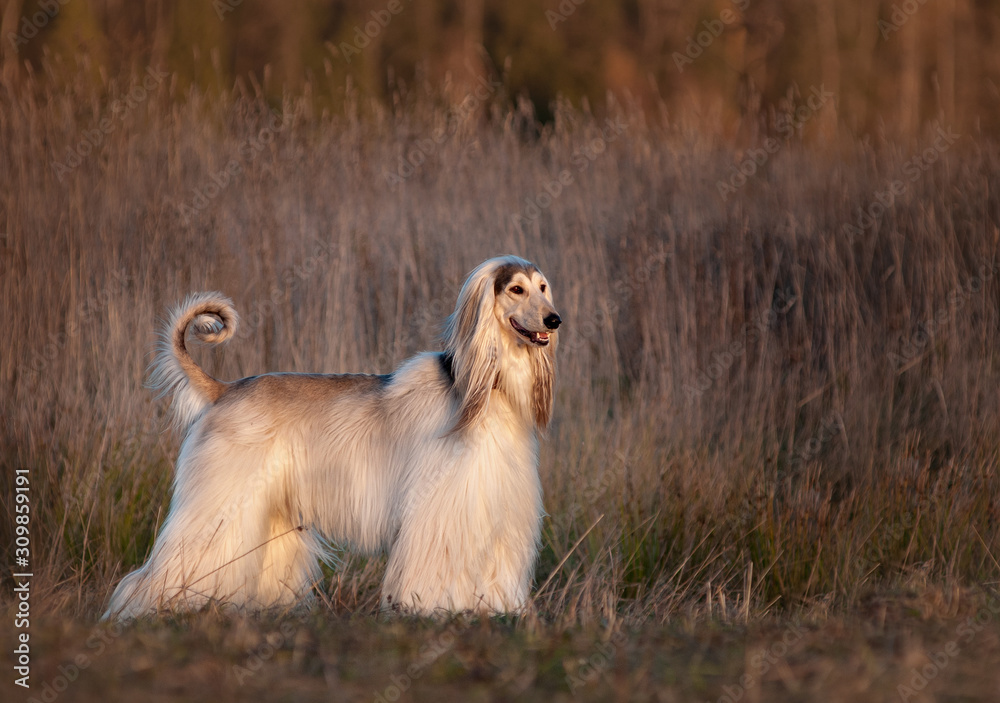 Afghan hound posing in cold autumn field Afghan hound posing in cold autumn field