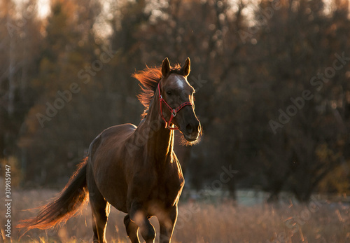 horse runs free in autumn field in backlight portrait