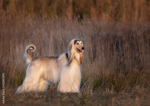 Fotografie, Tablou Afghan hound posing in cold autumn field
