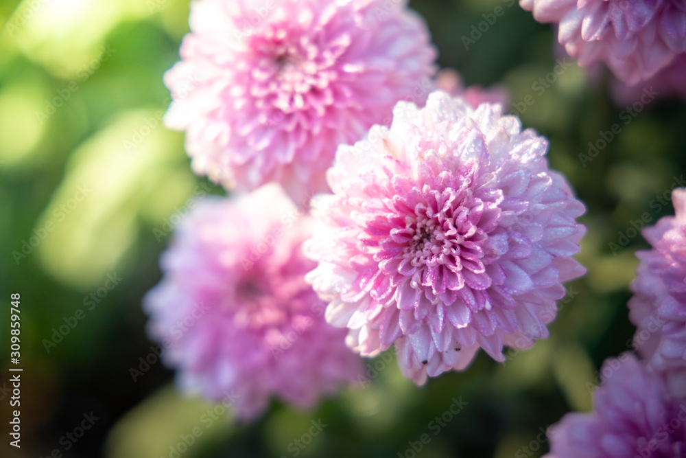The background image of the colorful flowers The background image of the colorful flowers
