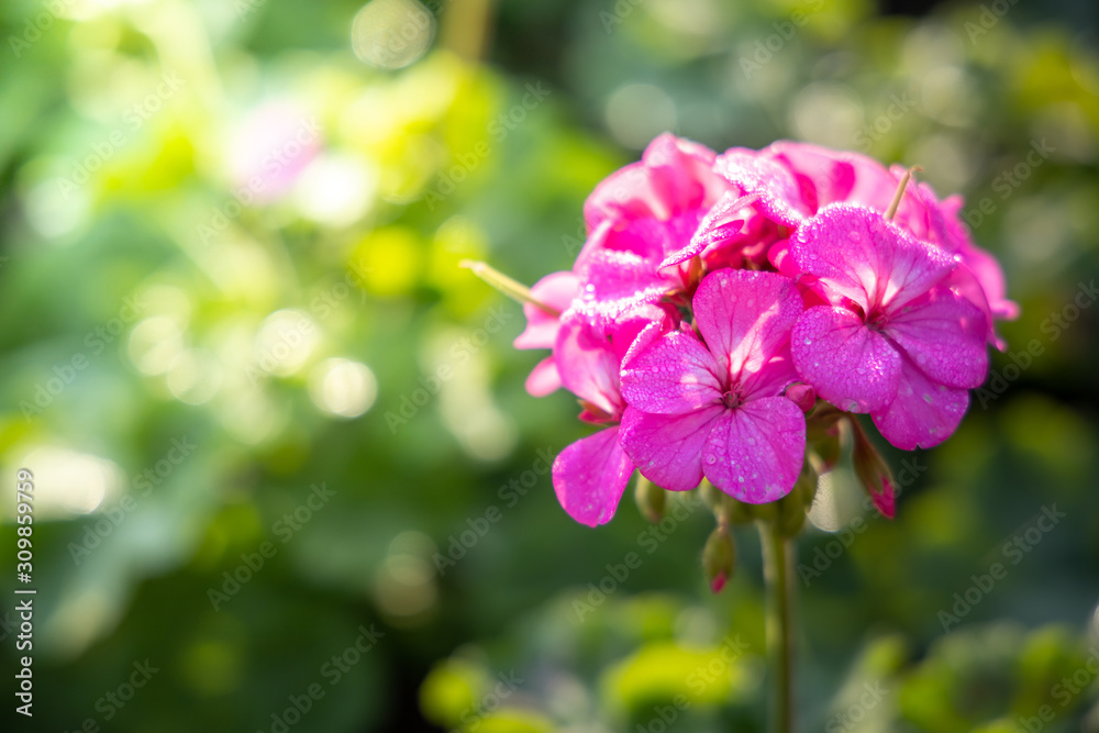 Fototapeta premium The background image of the colorful flowers