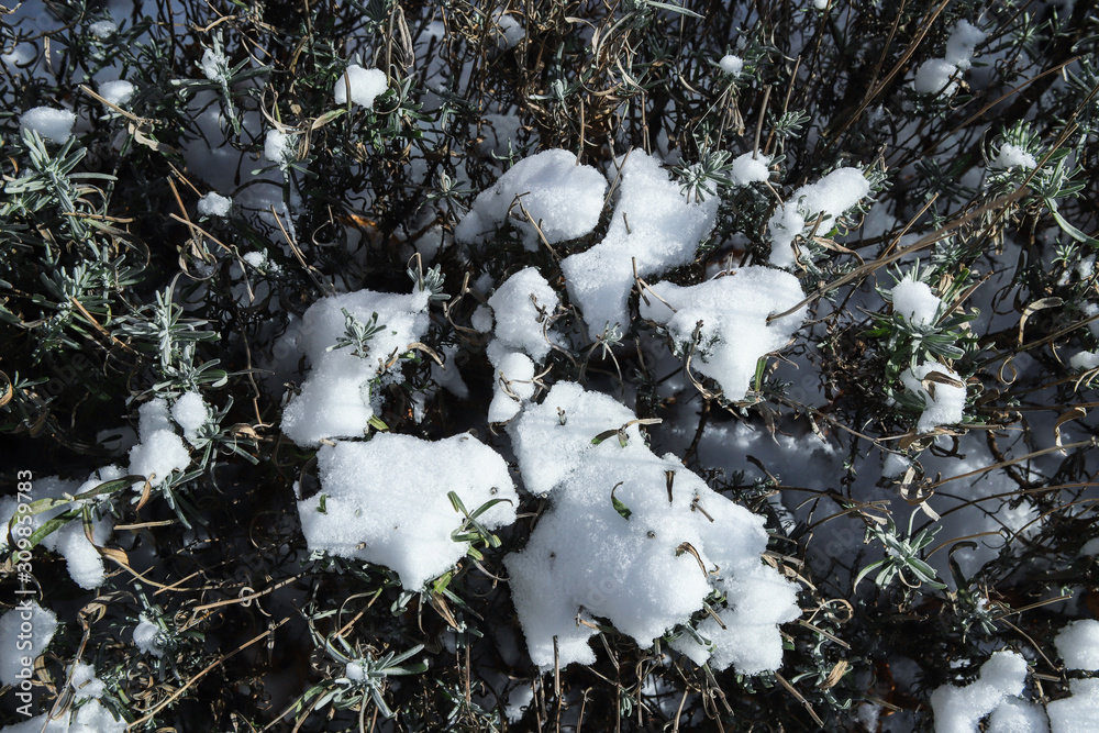 Snow on Lavender Bush