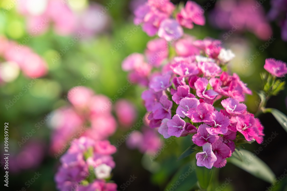 The background image of the colorful flowers The background image of the colorful flowers