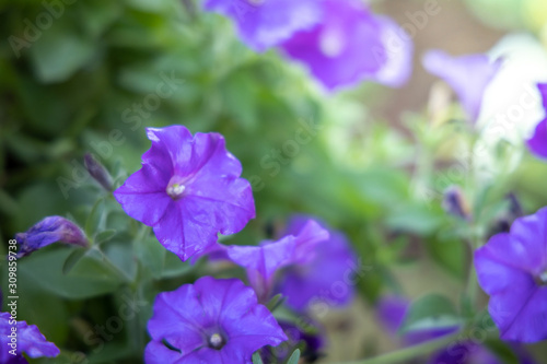 The background image of the colorful flowers