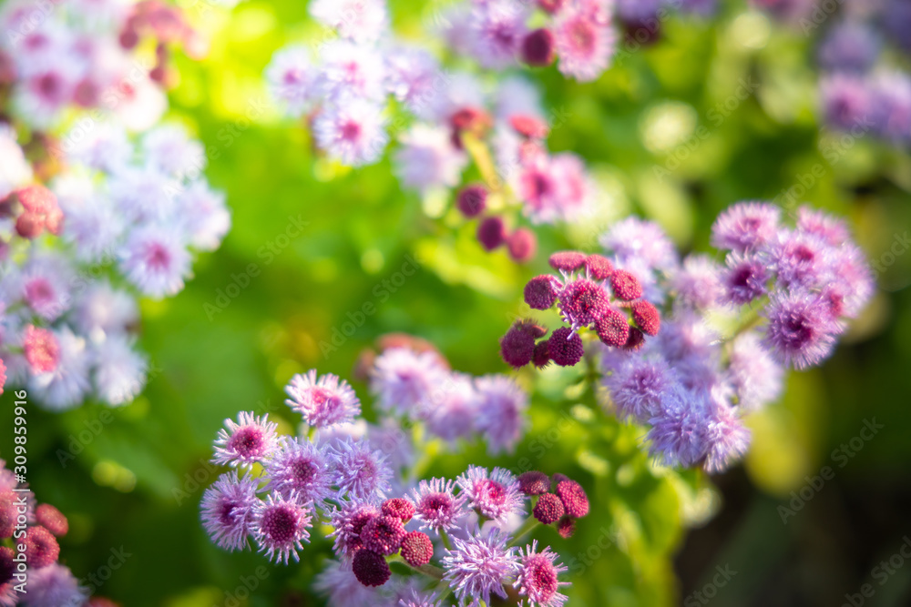 The background image of the colorful flowers The background image of the colorful flowers