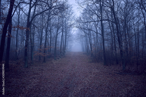 Foggy dark forest with bare trees and fallen leaves