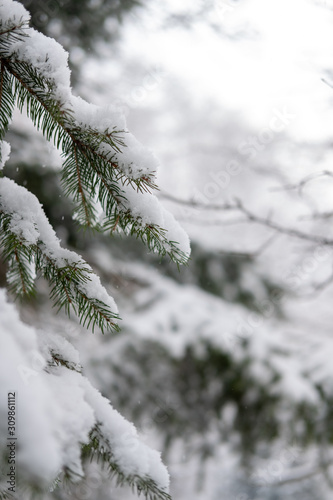 Snow detail to branches of pine and trees. Winter snowy white background with green details © Boragoo