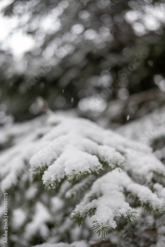 Snow detail to branches of pine and trees. Winter snowy white background with green details