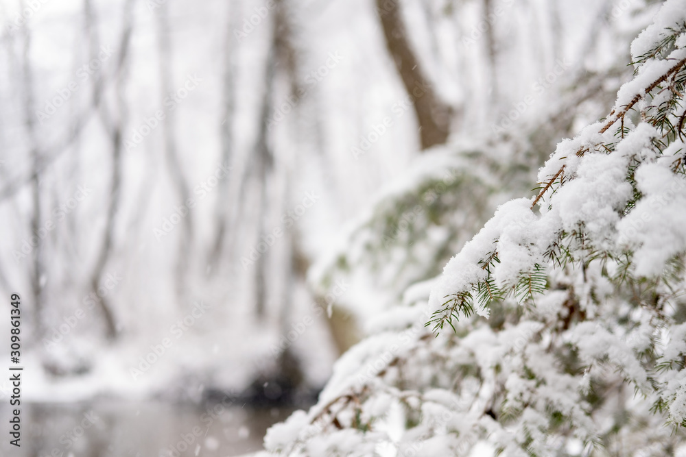 Snow detail to branches of pine and trees. Winter snowy white background with green details Snow detail to branches of pine and trees. Winter snowy white background with green details