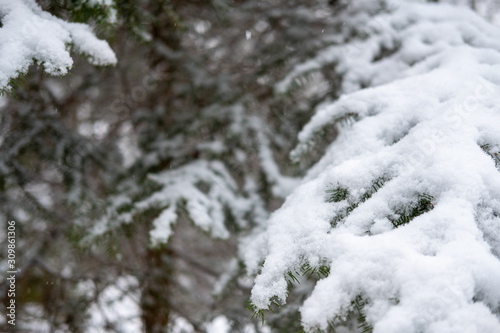 Snow detail to branches of pine and trees. Winter snowy white background with green details © Boragoo