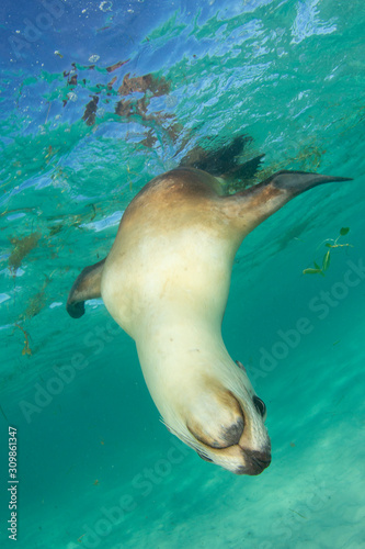 Sea Lion  © Richard Carey