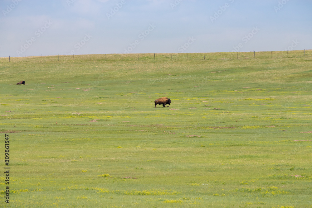 Obraz premium Bison in the field