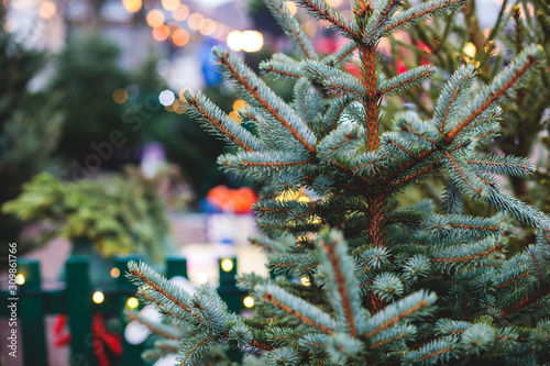 Canvas Print Fresh christmas trees in pots for sale on the street, outdoor lot, christmas tre
