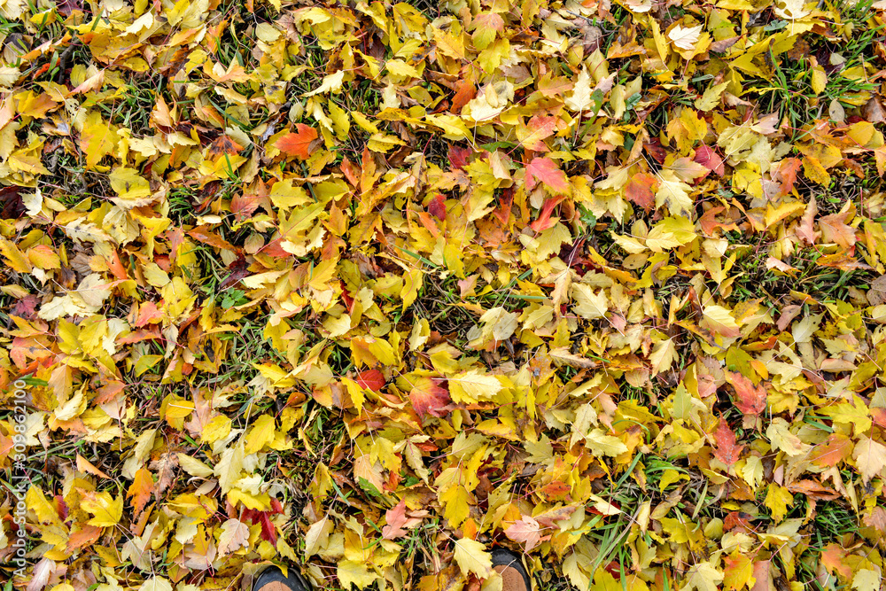 Colorful and bright background of fallen autumn leaves Colorful and bright background of fallen autumn leaves