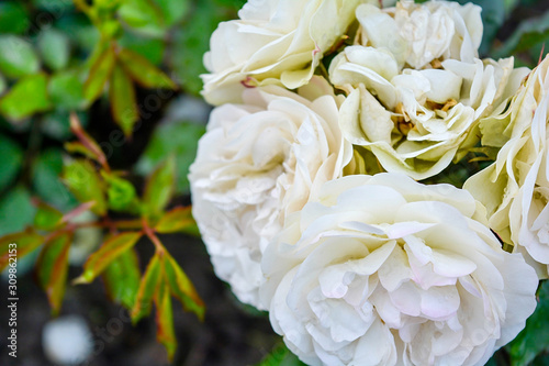 White rose flower, rain drops. Close-up photo of garden flower with shallow DOF © Koxae