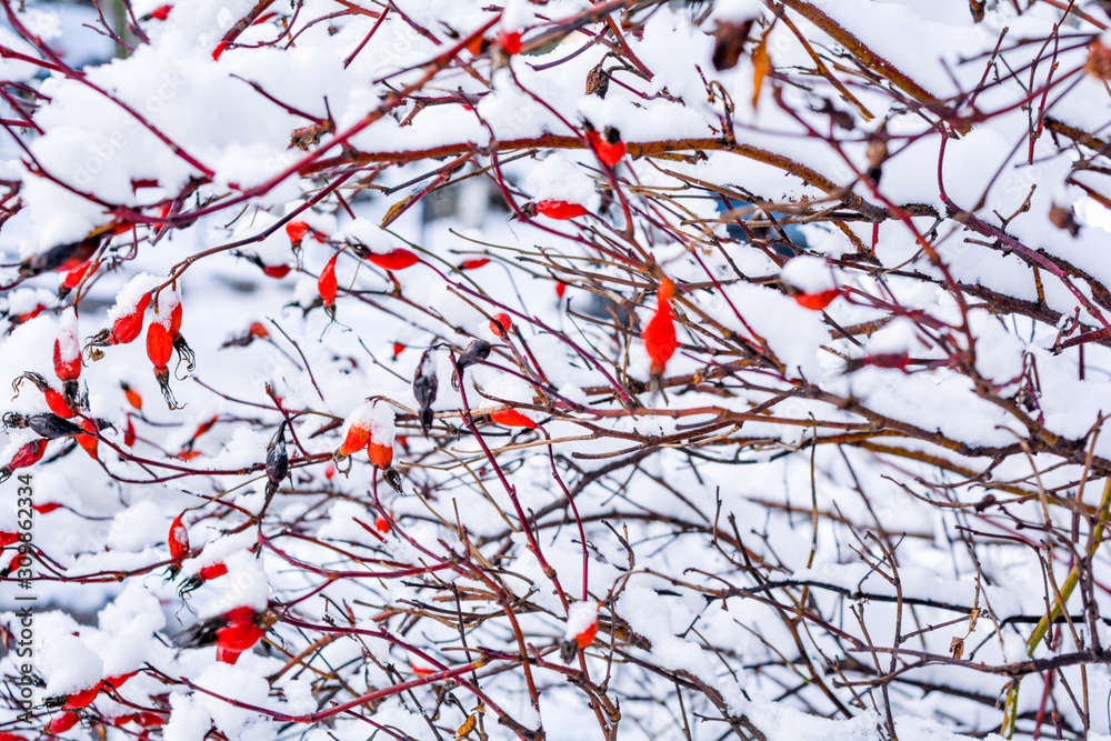 Snow covered red rosehip berries. Red dog rose on bush in winter Snow covered red rosehip berries. Red dog rose on bush in winter