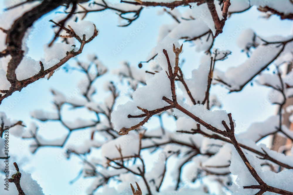 Tree branches covered with snow on blue sky background Tree branches covered with snow on blue sky background