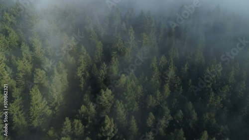 Aerial view of forest through fog, autumn, Black Forest, Germany photo
