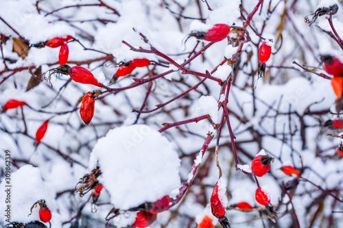 Snow covered red rosehip berries. Red dog rose on bush in winter