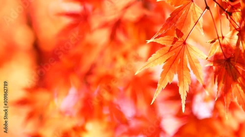 日本の秋の紅葉 photo