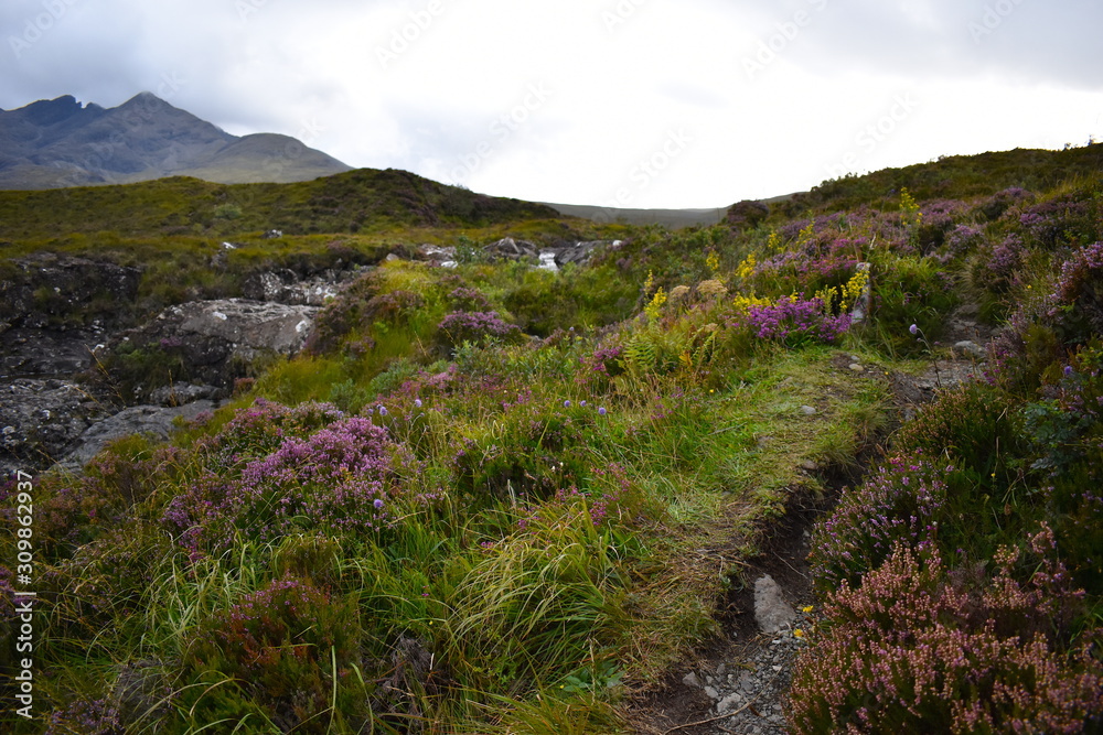 British wild colourful flowers including heather, green plants and fungi are the life support for Scotland's wildlife. Narrow trail up the steep hills. Spectacular landscape of Cuillin mountain range