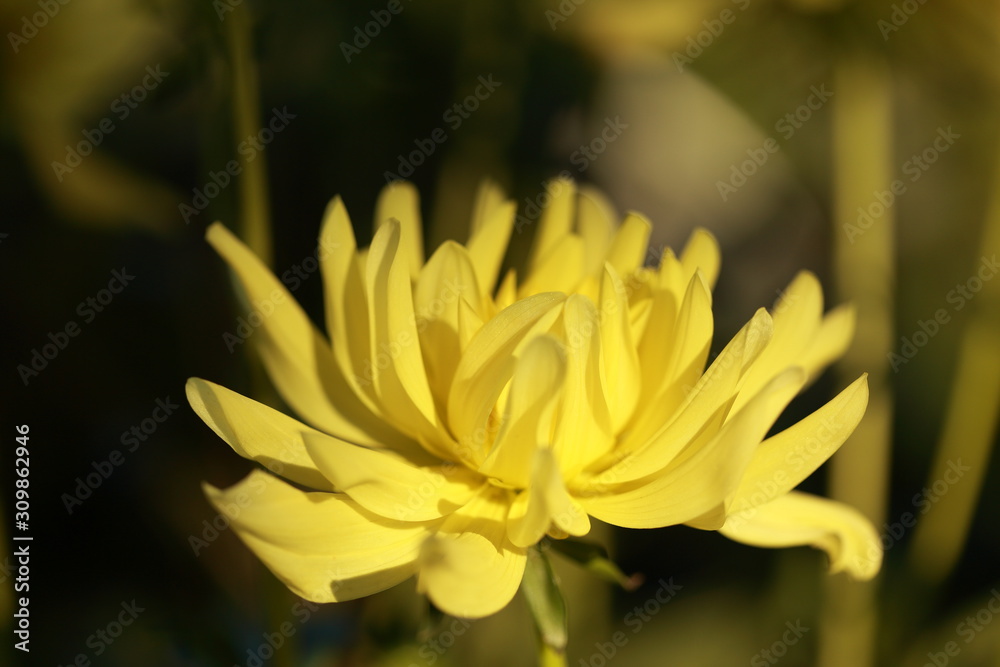 Fototapeta premium Flowers, the love of my life