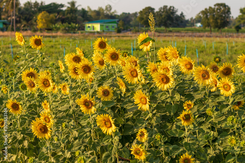 Sunflowers bloom beautifully in the daytime sunlight.