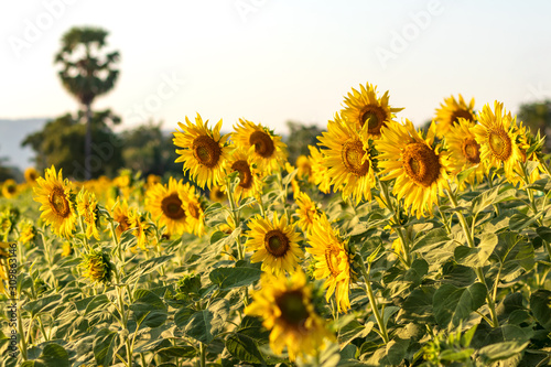 Sunflowers bloom beautifully in the daytime sky.