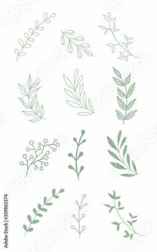 Green branch vector illustration. Floral set.