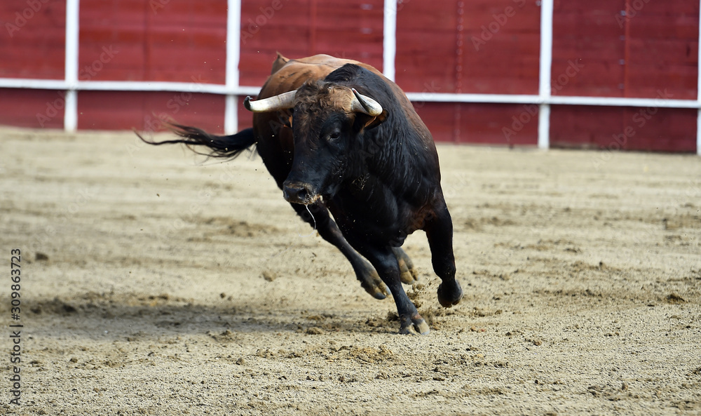 spanish powerful bull with big horns running in the bullring arena in traditional show of bullfight spanish powerful bull with big horns running in the bullring arena in traditional show of bullfight