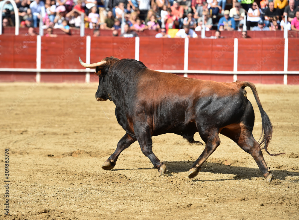 poderoso toro español corriendo en una plaza de toros poderoso toro español corriendo en una plaza de toros