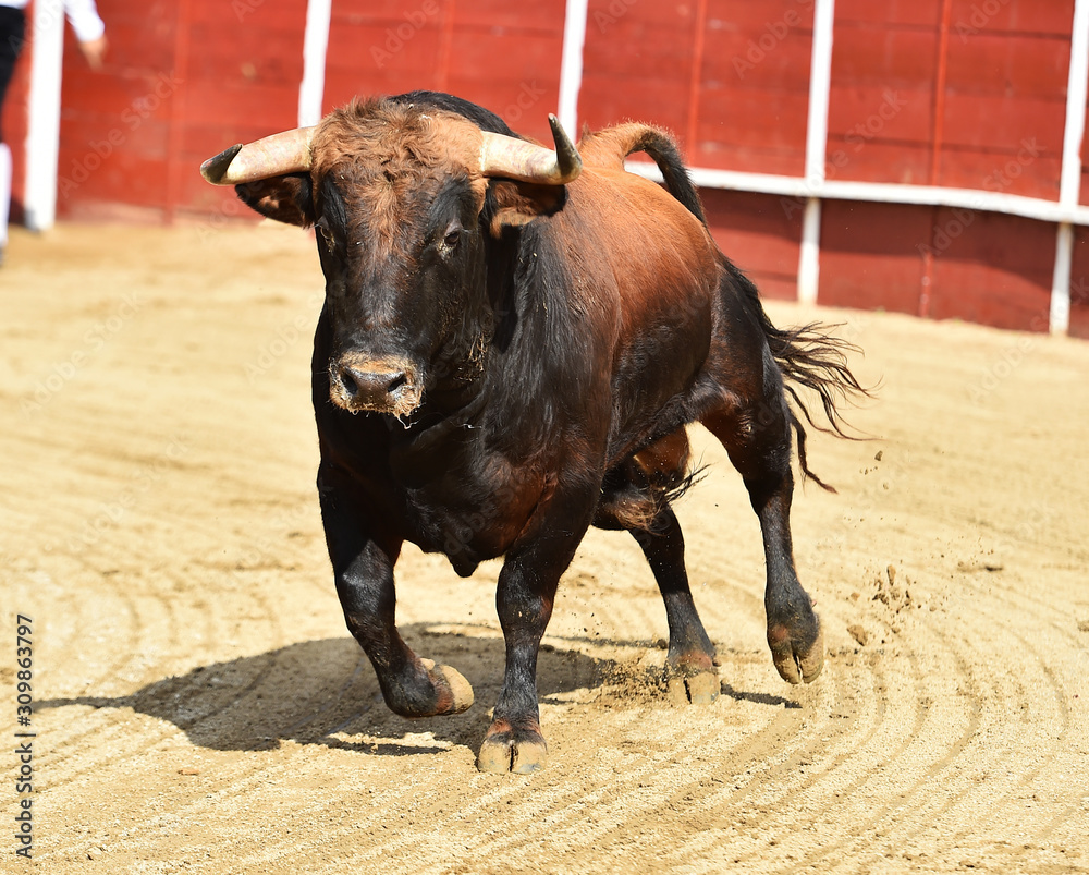 spanish powerful bull with big horns running in the bullring arena in traditional show of bullfight spanish powerful bull with big horns running in the bullring arena in traditional show of bullfight