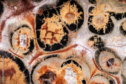 Εκτύπωση καμβά Exteme macro of an Leopardskin Jasper polished surface