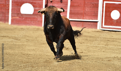 poderoso toro español corriendo en una plaza de toros